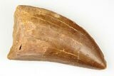 Serrated, 2.41" Carcharodontosaurus Tooth - Real Dinosaur Tooth - #192805-1